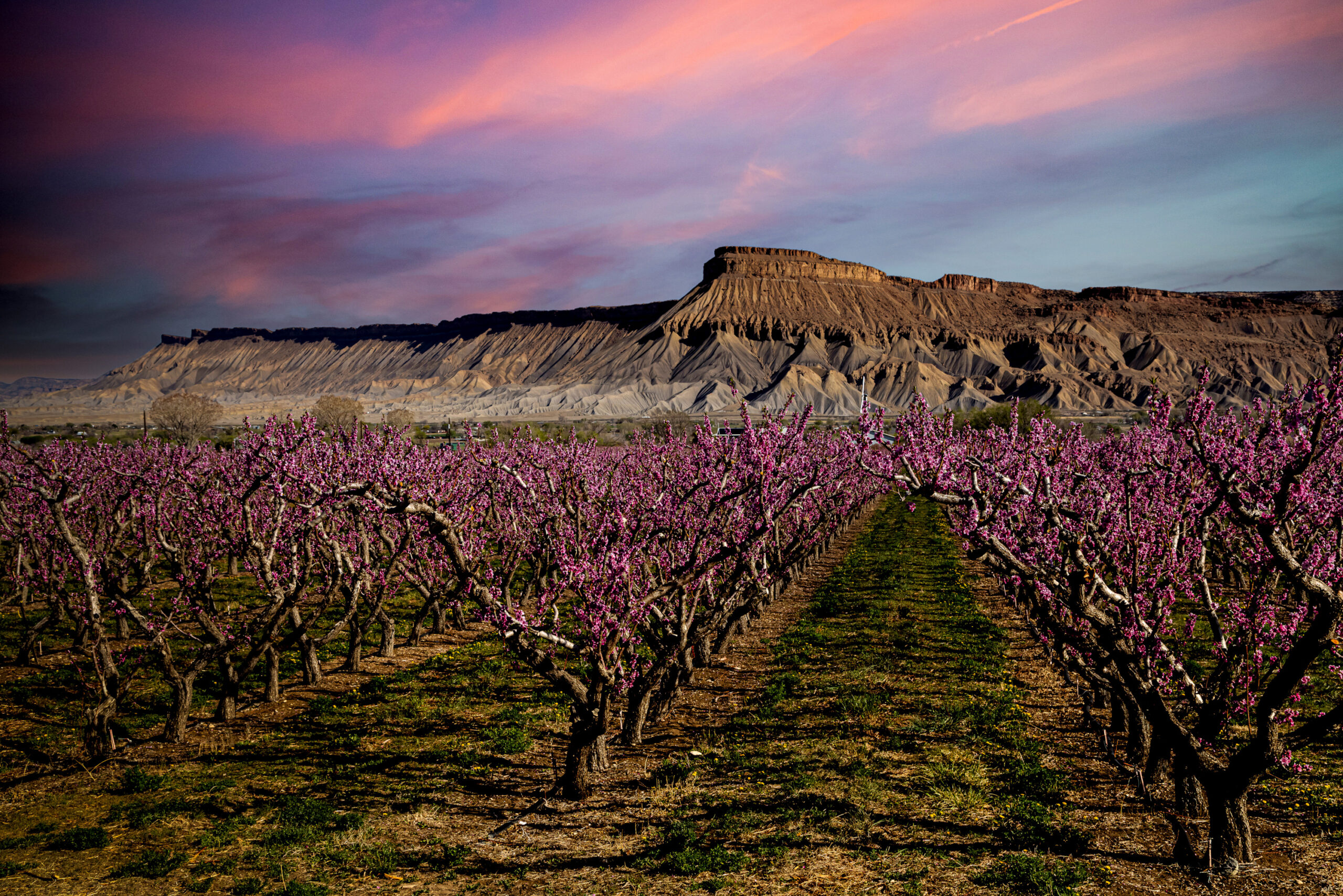 Colorful and dramatic sunrise over blooming peach orchards in Palisade Colorado with Mount Garfield in distance
